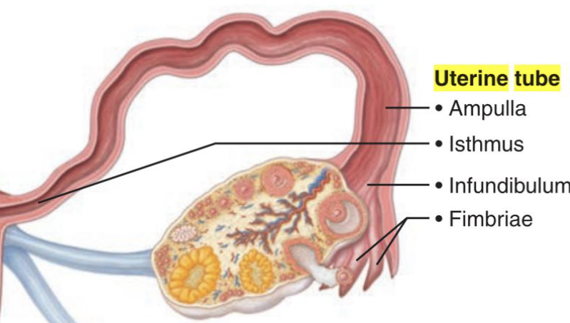 <p><strong>Fimbriae</strong> – finger-like projections collecting the ovulated oocyte from the pelvic cavity.<br><strong>Infundibulum</strong> – funnel-shaped entrance.<br><strong>Ampulla</strong> – widest section as well as the usual site of fertilisation.<br><strong>Isthmus</strong> – transports embryo to uterus, narrow section.</p>