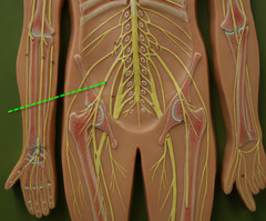 <p>innervates quadriceps and skin of anterior thigh and medial surface of leg</p>