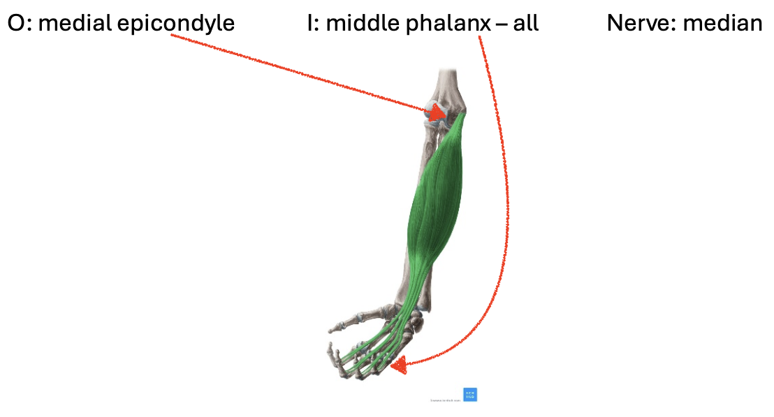 <p>median nerve</p>