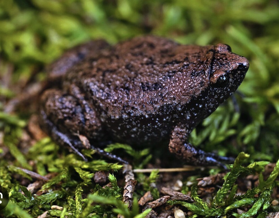 <ul><li><p>narrow-mouthed frogs</p></li><li><p>778 species</p></li><li><p>world wide except antarctica </p></li><li><p>range of body shapes</p></li><li><p>narrow mouth, wide bodies, “normal” legs </p></li><li><p>fossorial, arboreal, terrestrial </p></li></ul><p></p>