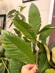 <p>Dark green with glassy coating. Large leaves. Ciliate margins.</p>