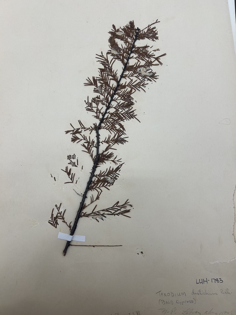 <p>Bald cypress</p>