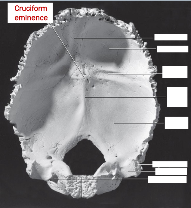 <p>†cruciform eminence</p>