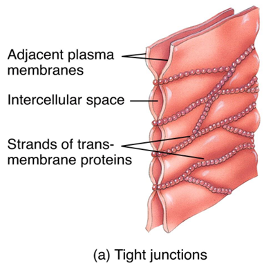 <p>Tight junctions</p>