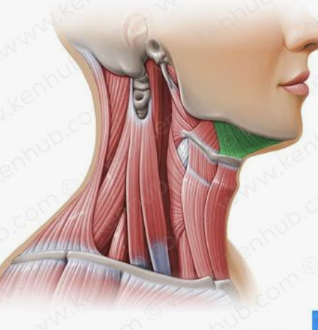 <p>Which muscle is this?</p>