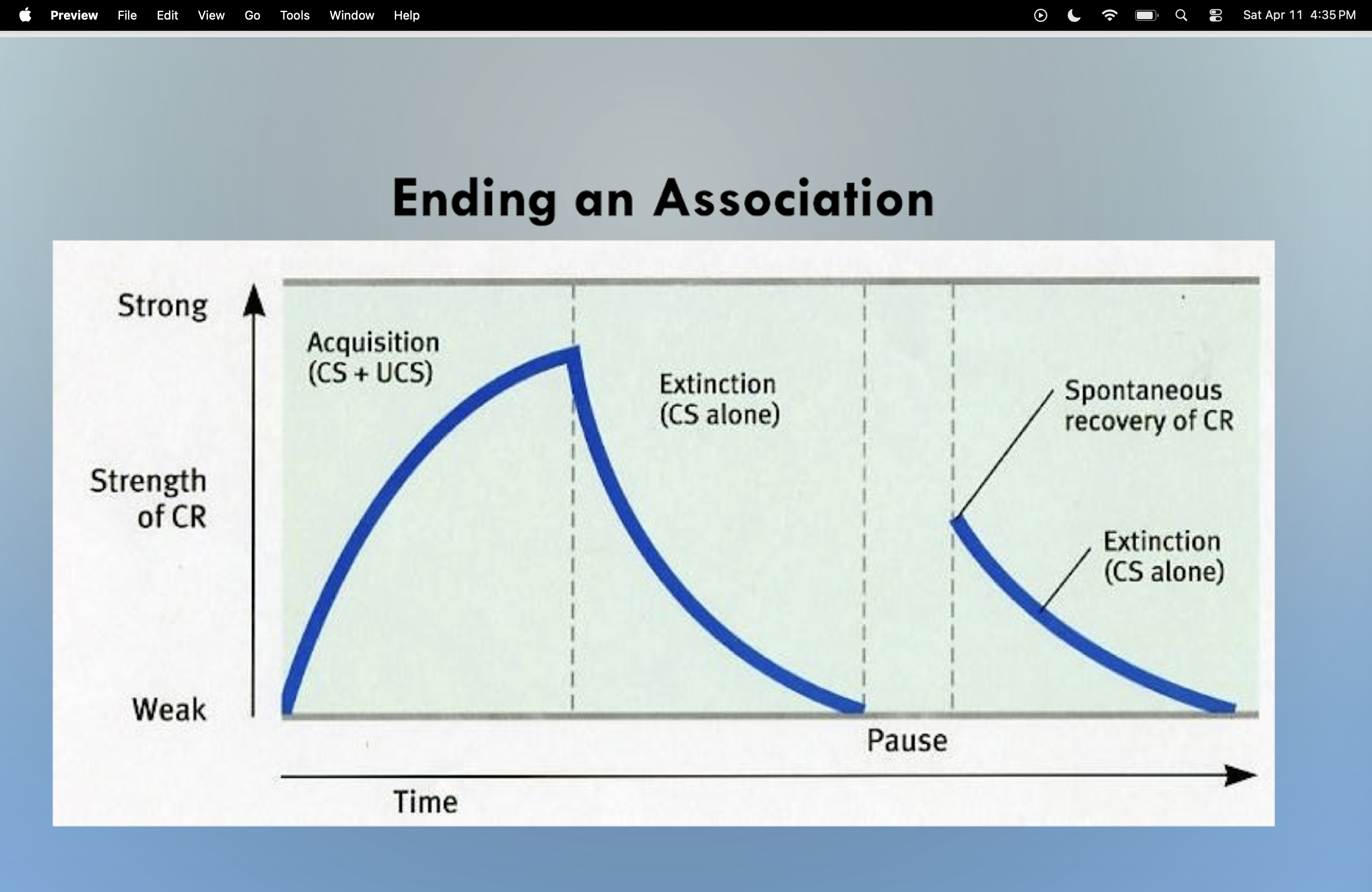 <ul><li><p>if the CS is presented again following a delay after extinction, the CR reappears </p><ul><li><p>but in weaker form </p></li></ul></li></ul><p></p>
