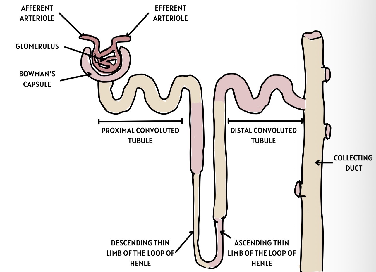 <p>Collecting Duct </p>
