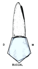 <p>the maxillary canine and second premolar</p>
