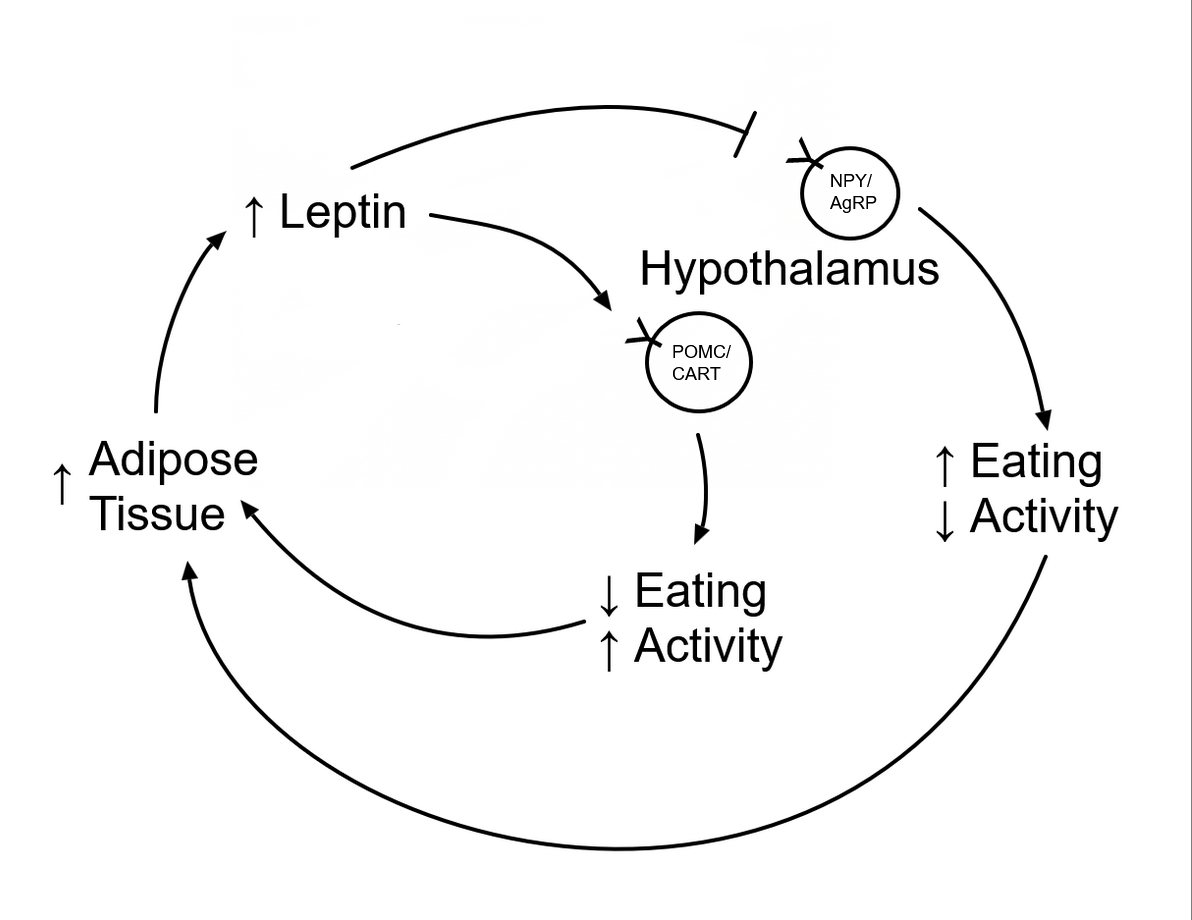 <p>Leptin Pathway!</p>