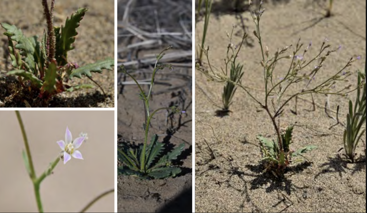 <ul><li><p>Lott’s gilia</p></li><li><p>Phlox family</p></li></ul><p></p>