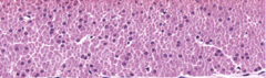 <p>Identify</p>