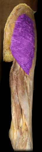 <p>hip extension, external rotation, abduction</p>