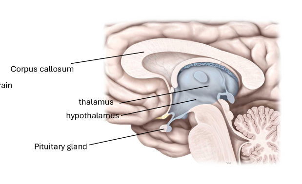 <ol><li><p>Hypothalamus </p><ol><li><p>Inferior to the thalamus, and superior to brainstem</p></li></ol></li><li><p>Thalamus</p><ol><li><p>Superior to the hypothalamus</p></li></ol></li></ol><ul><li><p>Corpus Callosum</p><ul><li><p>Spans the midline of the brain, connecting the right and left hemispheres</p></li></ul></li><li><p>Pituitary Gland</p><ul><li><p>Inferior to the hypothalamus </p></li></ul></li></ul><p></p>