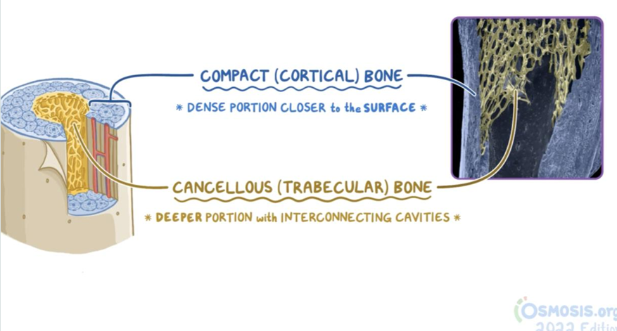 <p>LO 10: Cancellous (spongy/trabecular) bone what it is and what does it surround</p>