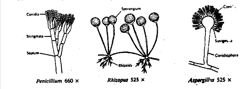 <p>p- septate</p><p>r-non</p><p>a-septate</p>