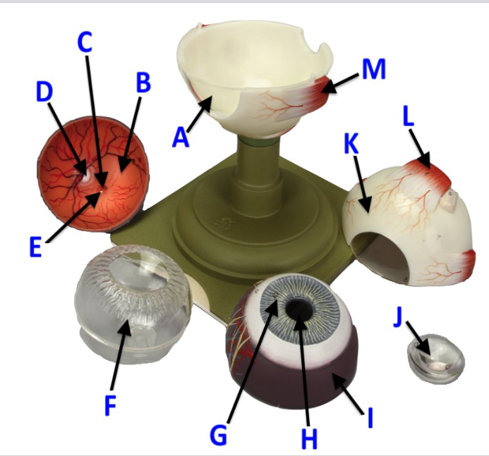 <p>E</p>