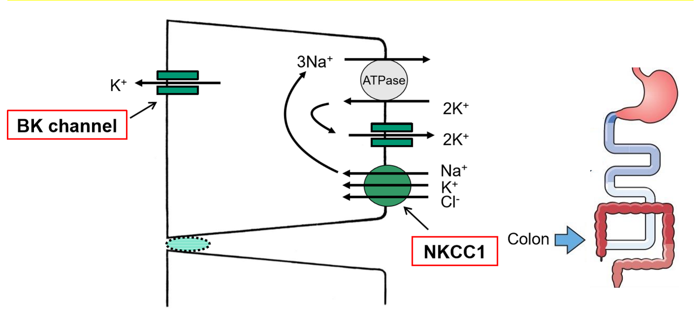 <ul><li><p>NKCC1 brings K from blood into cell </p></li><li><p>BK channel allows K into lumen more K excreated </p></li><li><p>aldestrone enhances it but cannot incraese K secreation by alot </p></li></ul><p></p>