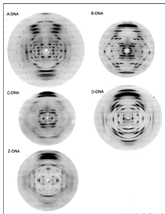 <ul><li><p><span>Se han descrito las formas: <strong>DNA-A, DNA-B, DNA-C, DNA-D, DNA-E, DNA-H, DNA-L y DNA-Z</strong></span></p></li><li><p><span>Existen evidencias de existencia natural para: <strong>DNA-A (en condiciones de deshidratación y en RNA bicatenario), DNA-B (forma fisiológica, muy estable y la más abundante) y DNA-Z (inestable y en zonas con superenrollamiento negativo en exceso)</strong></span></p></li></ul><p></p>