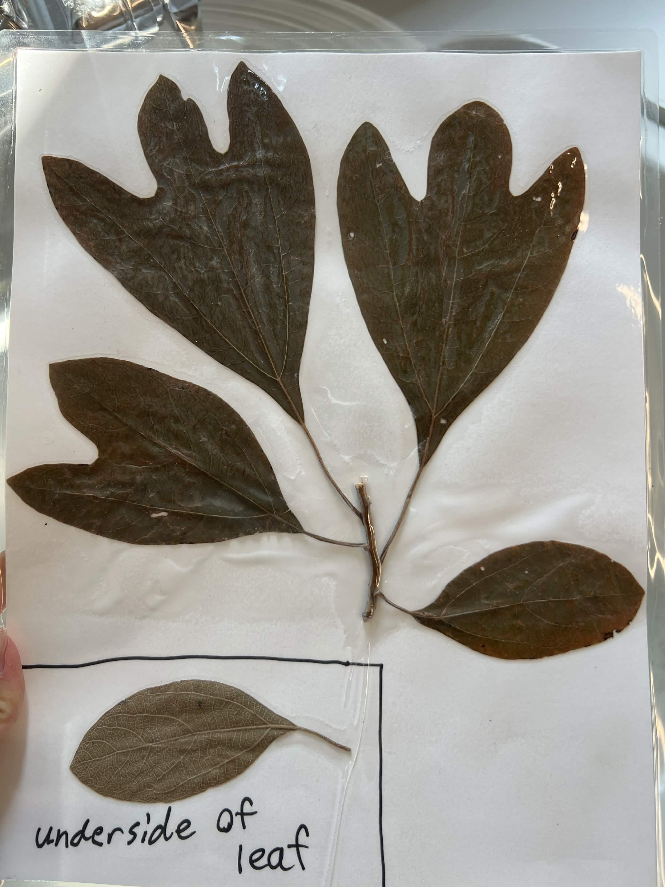 <p>Common name and scientific name?</p>