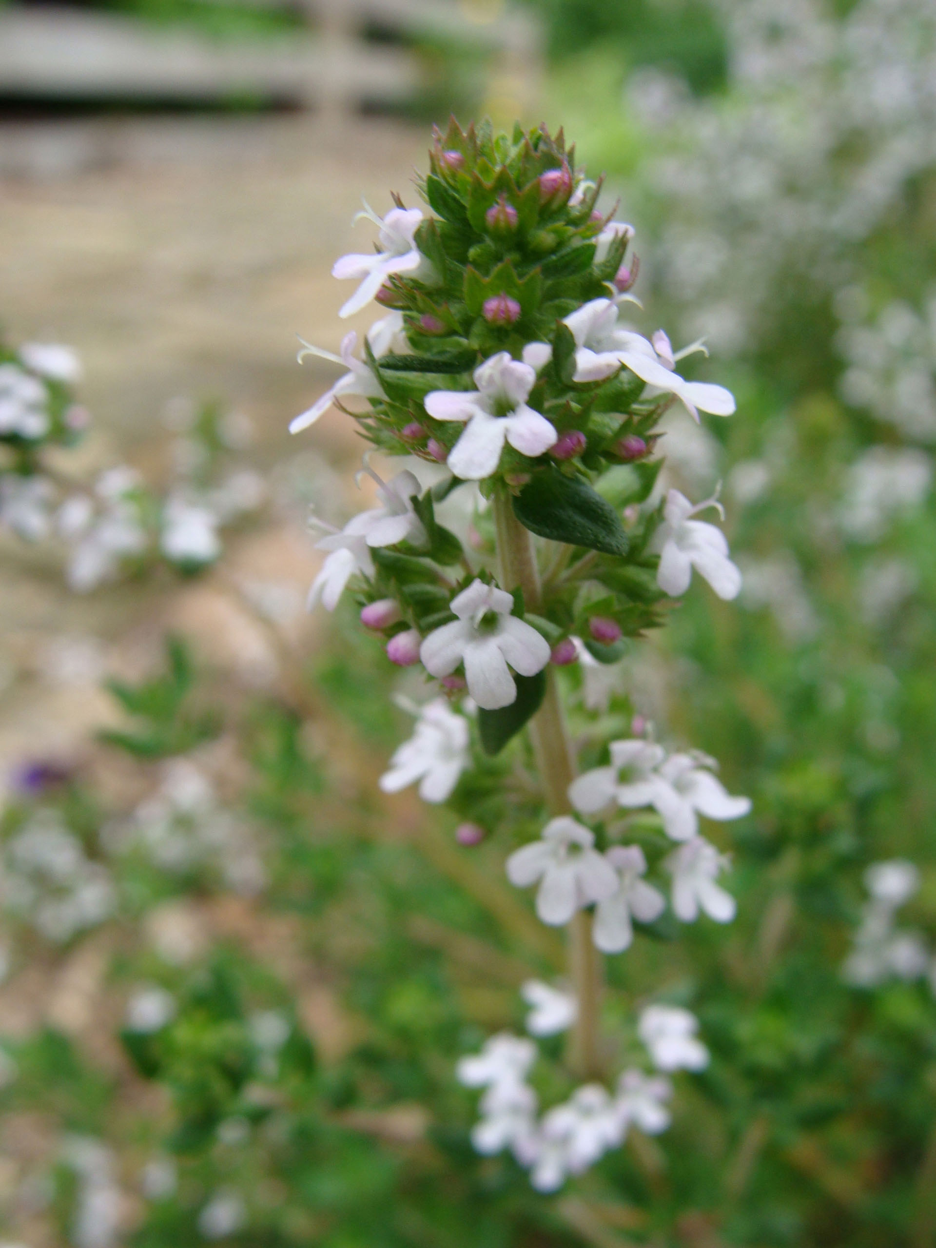 <p><strong>Common name</strong>: Thyme</p><p><strong>Part used</strong>: Leaves, flowers</p><p><strong>Uses</strong>: Antiseptic, fumigants (disinfectant); respiratory disease, UTI, dyspepsia </p><p><strong>Constituents</strong>: <strong>Thymol, carvacrol, linalool, eugenol (monoterpenes)</strong>; apigenin (flavonoid), rosmarinic acid (phenolic acid)</p>