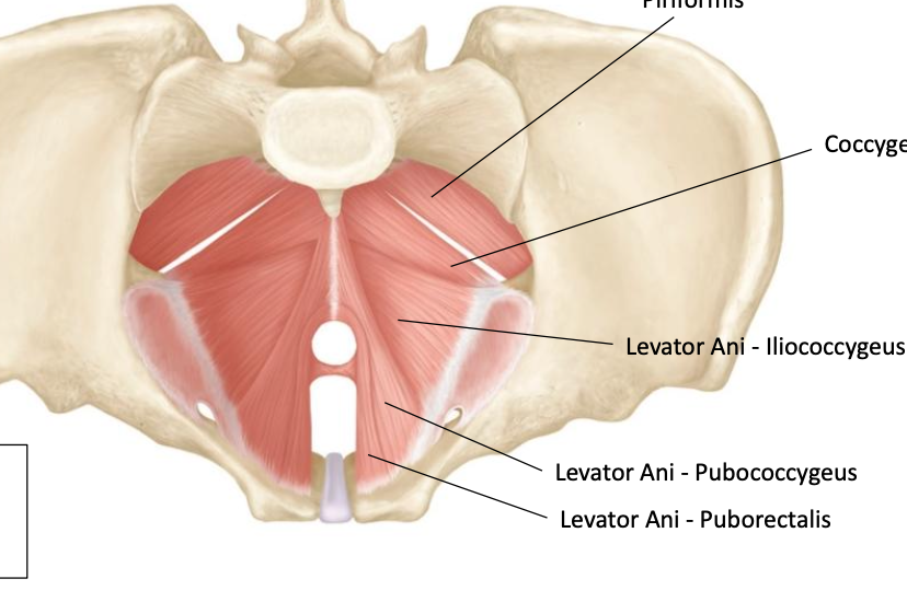 <p>Anterior ramus of S4, pudenal nerve S2-S4</p>