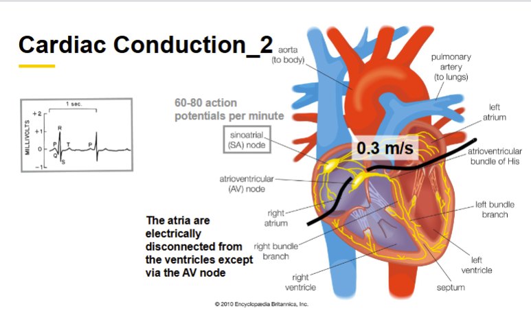 <p>Embedded in the right atrial wall near the superior vena cava</p><p></p>