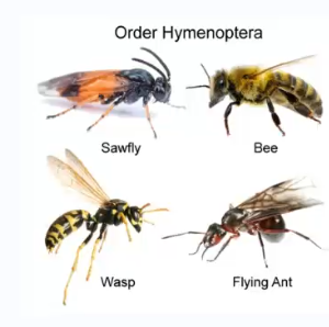 <p>Sawflies, wasps ants and bees</p>