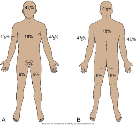 <p>method used to assess the percentage of total body surface area affected by burn</p>