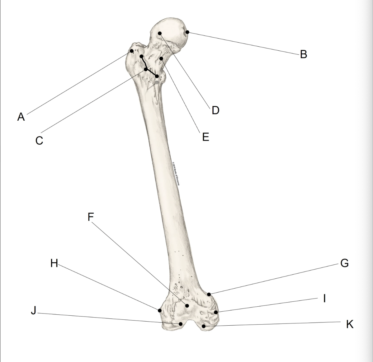 <p><span>Match the LETTER (A-K) with the anatomical structure it is labelling. &nbsp;There is NO partial credit.</span></p>