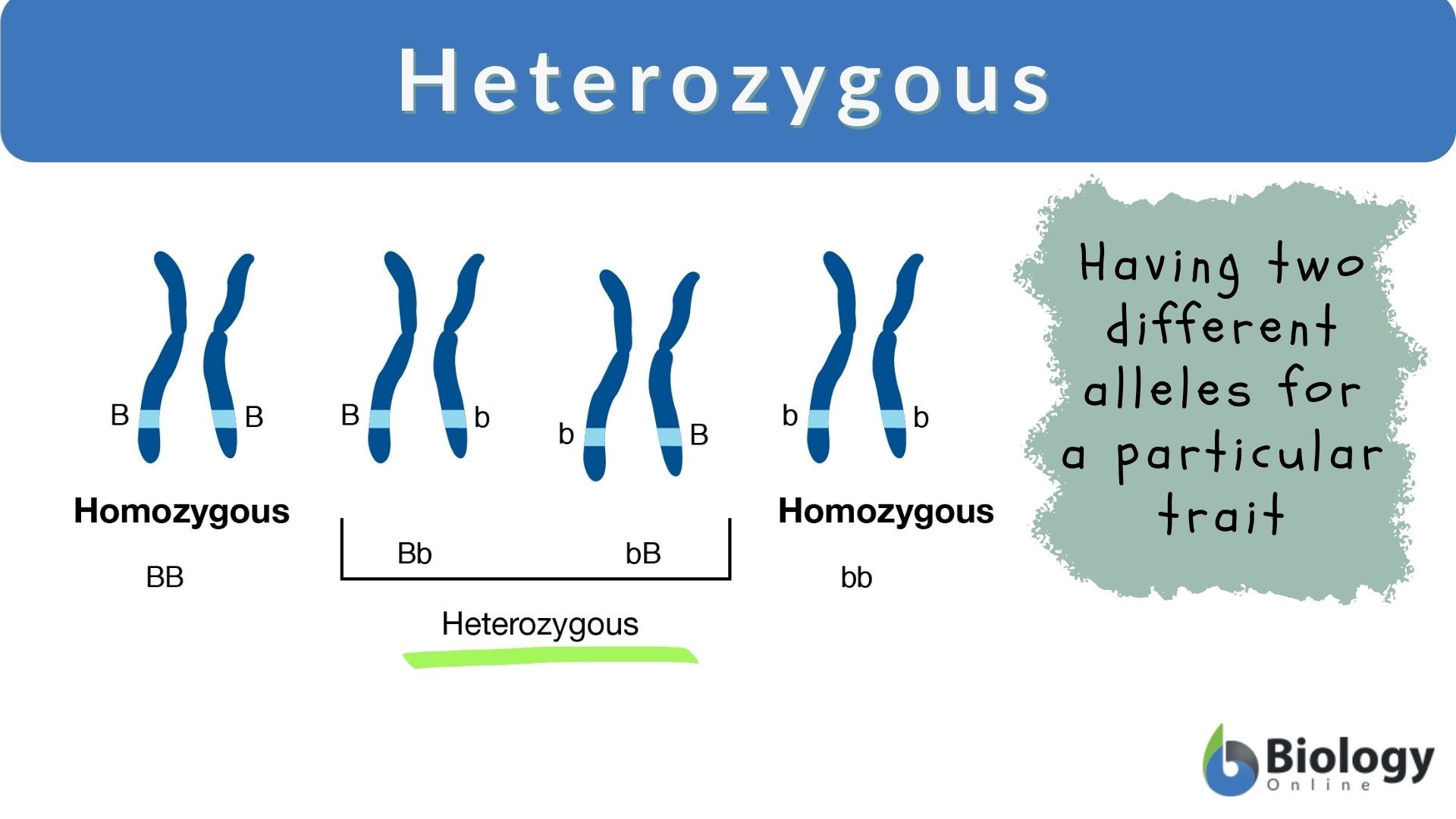 <p>The alleles are different (e.g., Bb).</p>