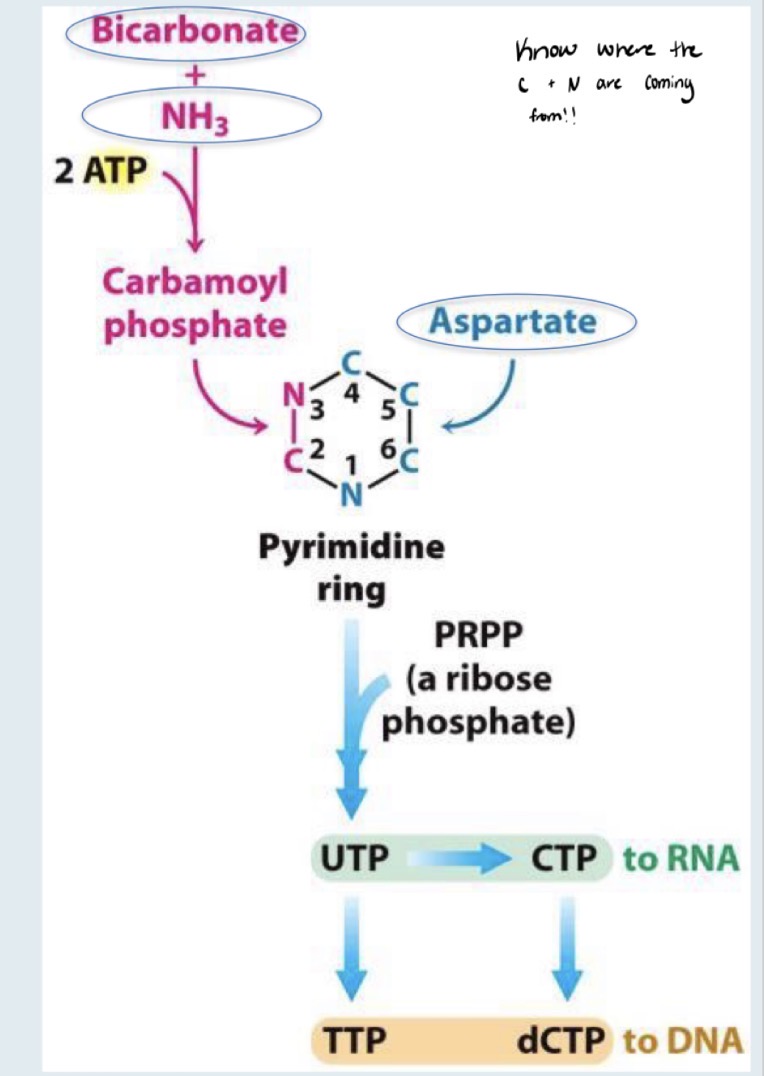 <ol><li><p>Carbamoyl Phosphate Synthesis</p></li><li><p>Carbamoyl Aspartate Formation</p></li><li><p>Dihydroorotate Formation</p></li><li><p>Orotate Formation</p></li><li><p>UMP Formation</p></li></ol><p></p>