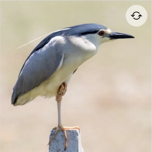 <p>Black crowned night Heron</p>