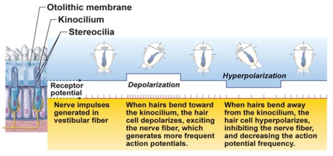 <ul><li><p>Nerve impulses generated in vestibular fiber (nerve)</p></li><li><p>When hairs bend toward the Kinocilium, the hair cell <u>depolarizes</u>, exciting the nerve fiber, which generates more frequent action potentials</p></li><li><p>When hairs bend away from the kinocilium, the hair cell hyper polarizes, inhibiting the nerve fiber, and decreasing the action potential frequency</p></li></ul><p></p>