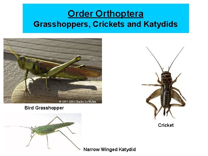 <p>what Order is this </p>