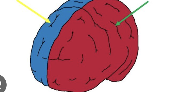 <p>What brain part is this?</p>