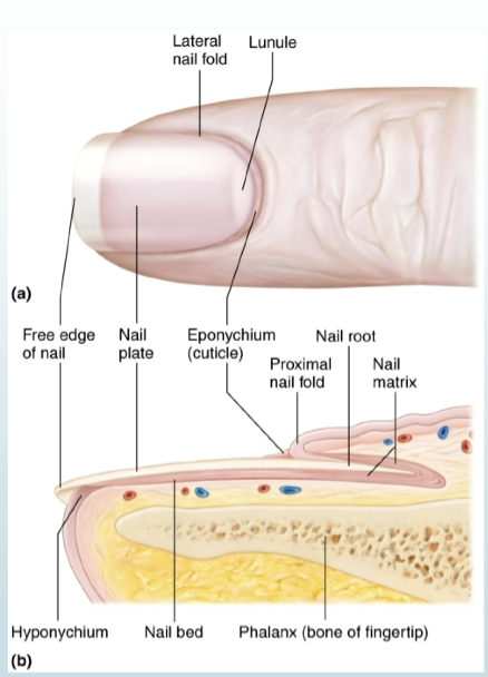 <p>structure of a Nail </p>