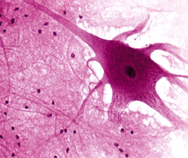 <p>what is this image of? </p>