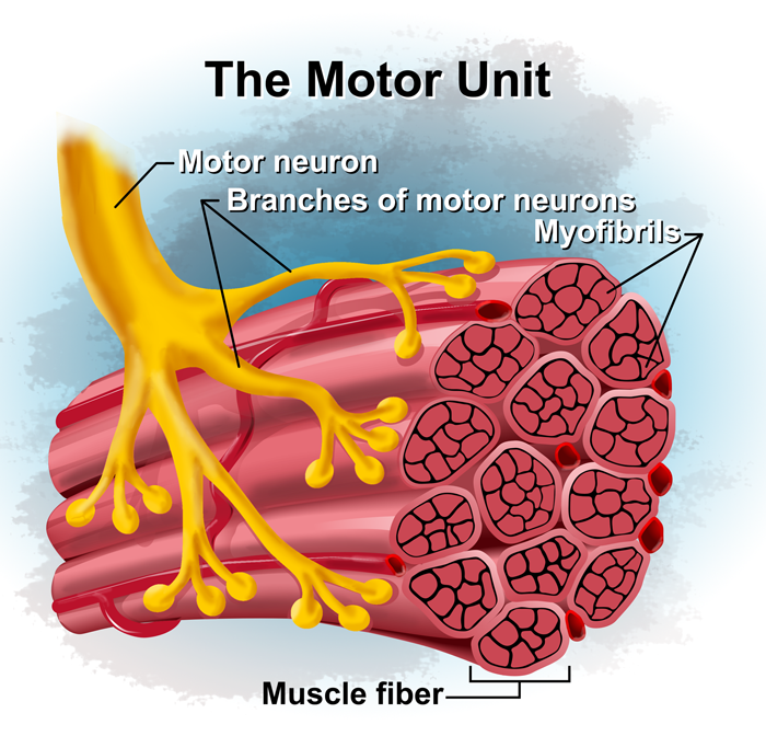 <p>one motor neuron and all the muscle fibers it integrates </p>