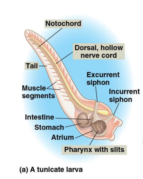 <p>Tunicates (Urochordates)</p>