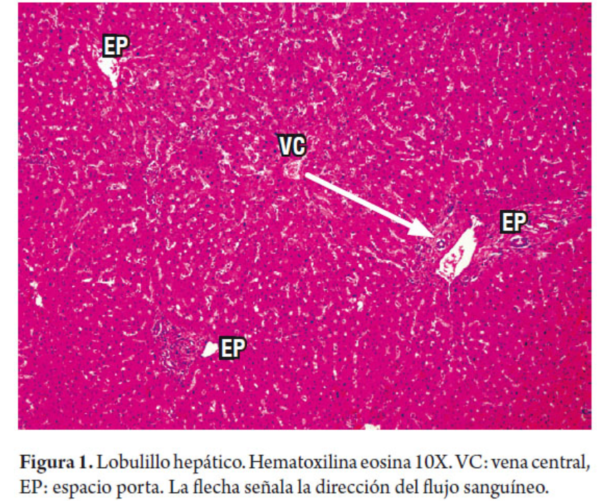 <p><strong>Zona 3 </strong>(<span style="color: blue;"><strong>a lado de vena central</strong></span>) Inciso<strong> B</strong></p>
