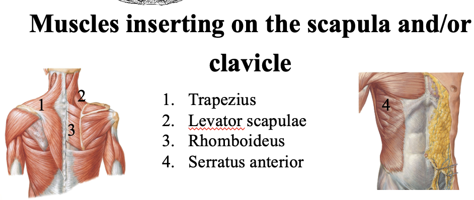 <ol><li><p>trapezius </p></li><li><p>levator scapulae </p></li><li><p>rhomboideus </p></li><li><p>serratus anterior </p></li></ol><p></p>