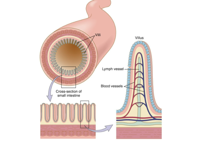<p>small intestine</p>