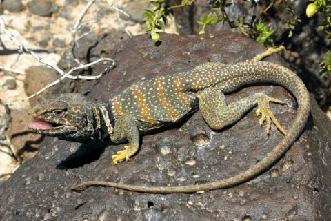 <p>Crotaphytidae<br>Crotaphytus bicinctores<br>Great Basin Collared Lizard</p>