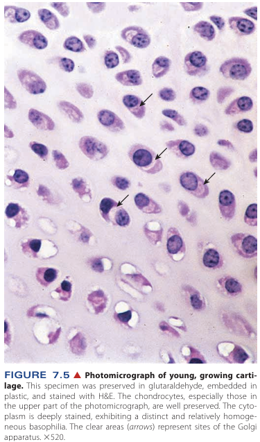 <p>Growing cartilage</p>