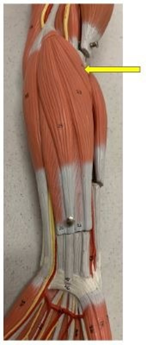 <p>pronates forearm</p>