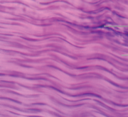 <p>What tissue</p>