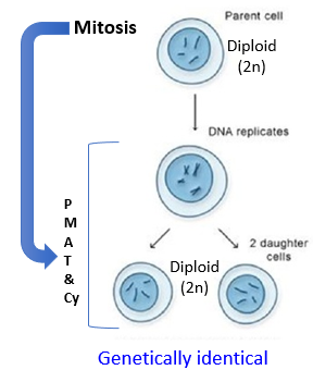 <p>Cell division of somatic cells (or body cells) </p><ul><li><p>Produces two genetically identical diploid daughter cells</p></li><li><p>For purposes of tissue growth & repair </p></li></ul><p></p>