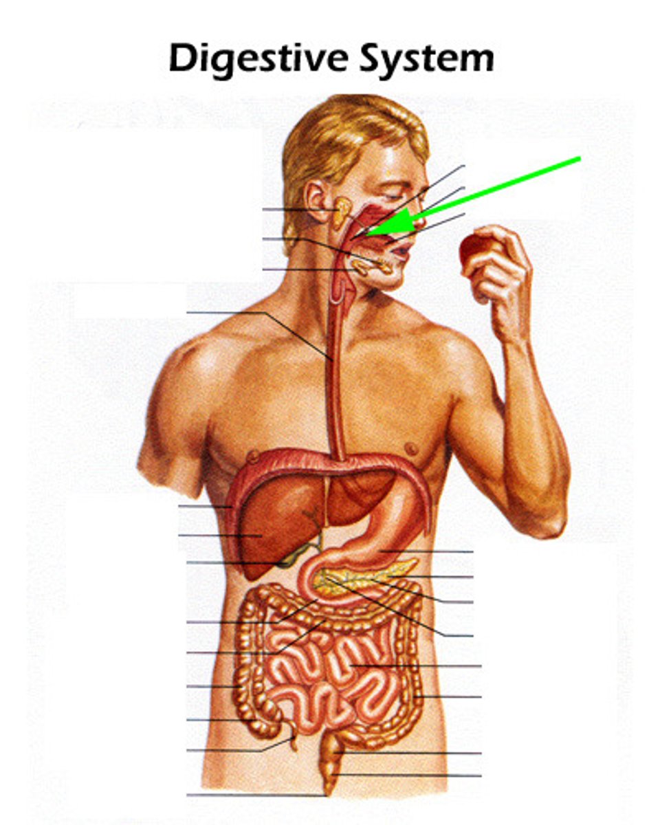 knowt flashcard image