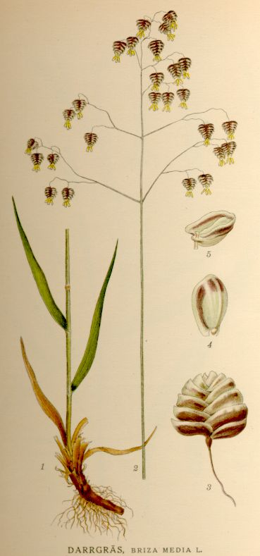 <p>Darrgräs   (Vippan dess kännetecken)</p>