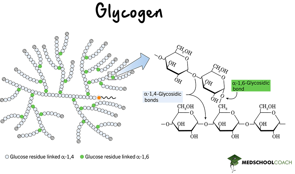 <p>A storage polysaccharide in animals made of $$\alpha$$-glucose chains with many $$1,6$$ linkages, resulting in a highly branched structure.</p>